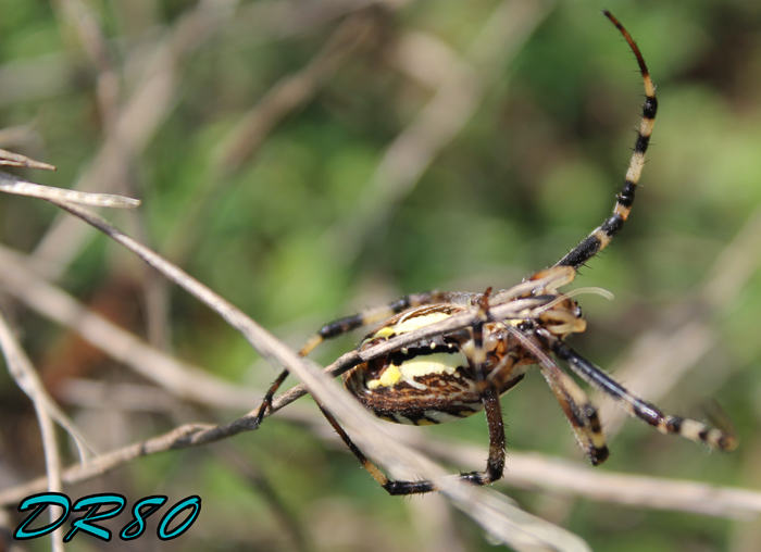Femmina adulta di Argiope bruennichi?